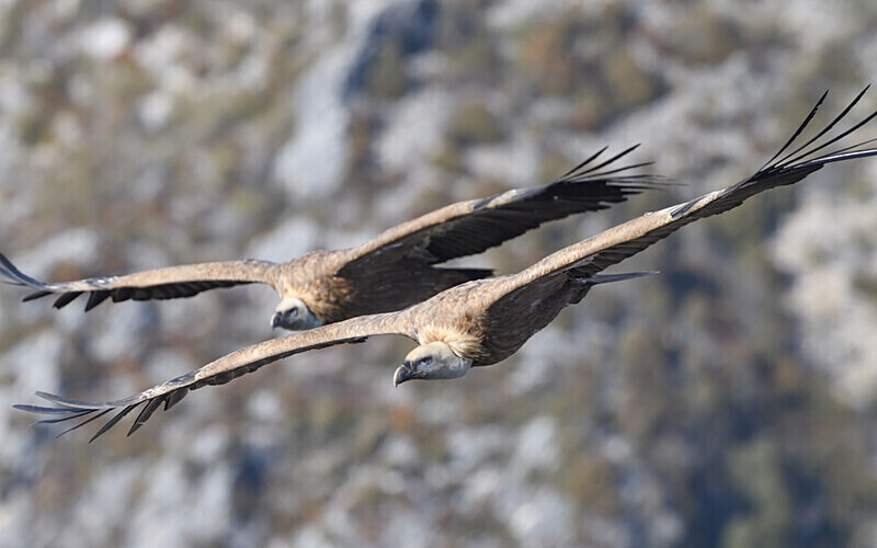  - Vautours du verdon