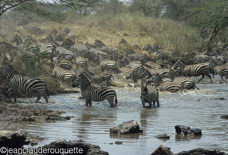 A zebra's herd in the Grumeti river - Serengeti N.P. and N'gorongoro Tanzania 1998, 2005 and 2006