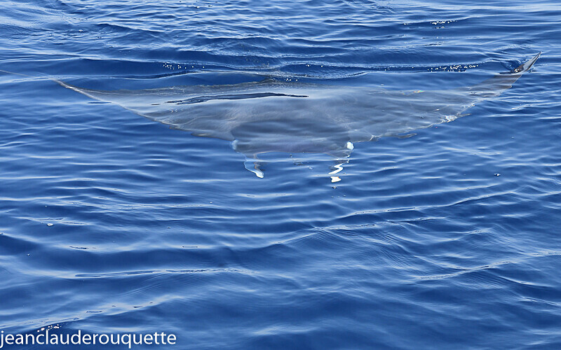 Raie Manta - Méditerranée/ Mediterranean