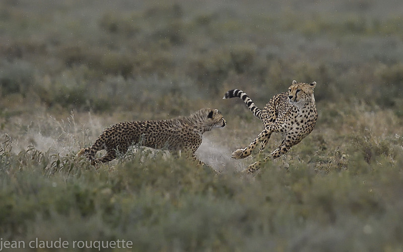  - Serengeti N.P. and N'Gorongoro Tanzania 2018