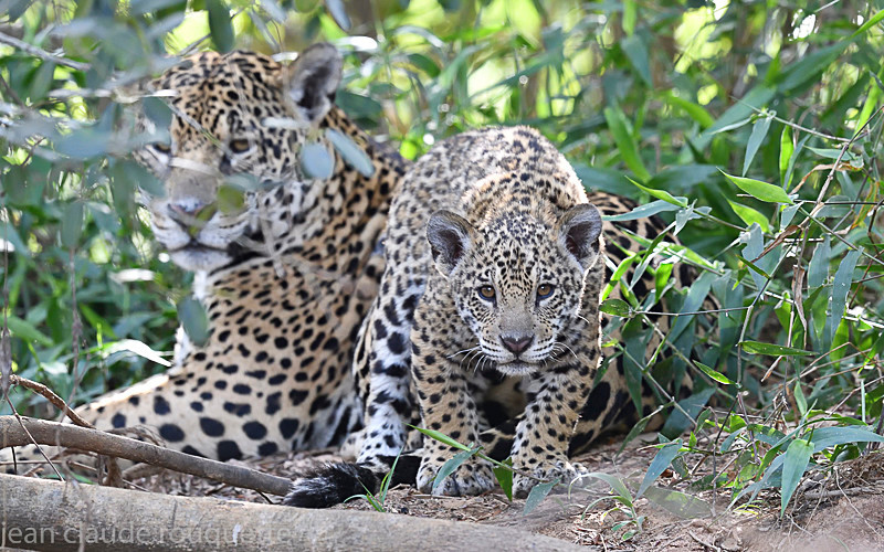  - Pantanal 2018 Porto Jofré