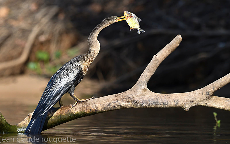  - Pantanal 2018 Porto Jofré
