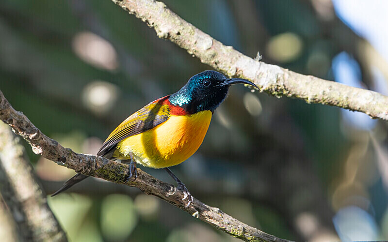 Green-tailed Sunbird - Singalila National Park February 2025 North East India