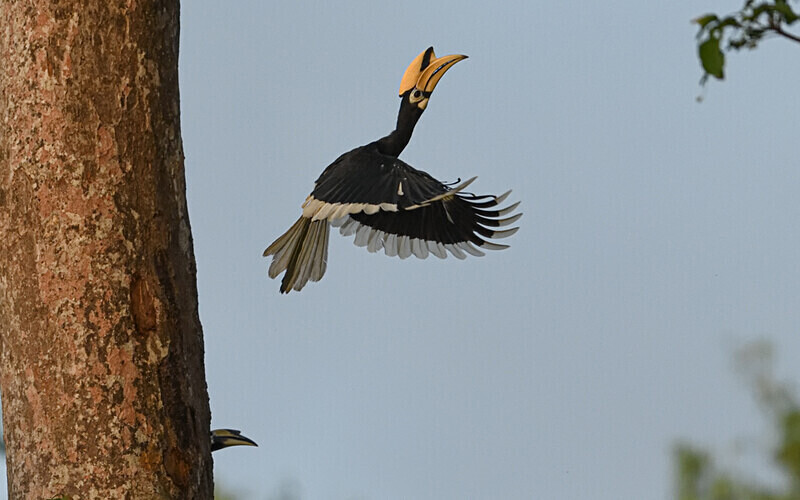Oriental Pied Hornbill - Sabah avril 2024 Borneo Malaisie