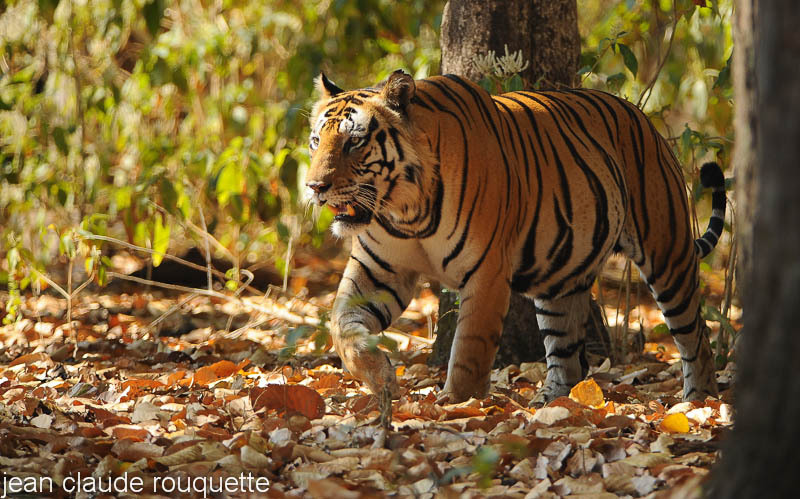 Mouna came out of the forest. - Kanha and Corbet national parks (India 2011)