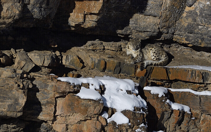 Snow Leopard - Spiti panthère des neiges  Inde 2023