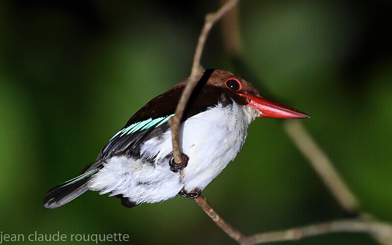 Chocolate-backed kingfisher - Odzala National Park (République du Congo (2019)