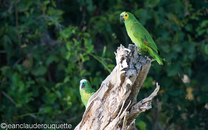 Blue-fronted amazon - Pantanal Brazil 2015