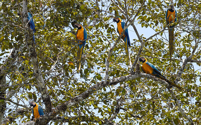 Blue and yellow macaw - Pacaya Samiria Pérou 2022