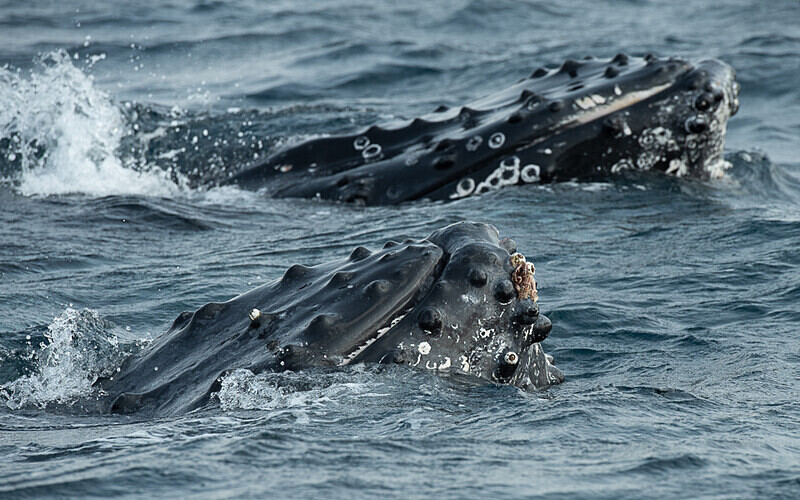 Humpback whale - Loango national park (Gabon 2024)