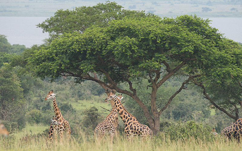  - Uganda 2016