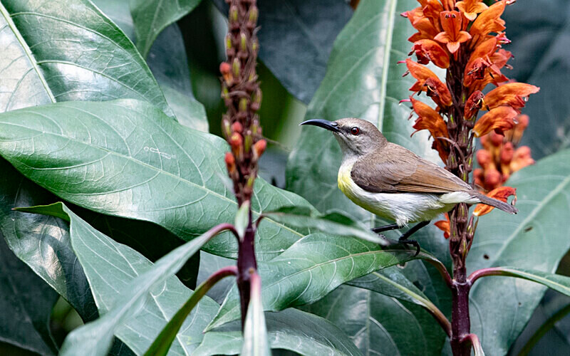 Mrs Gould's Sunbird Female - Latpanchar