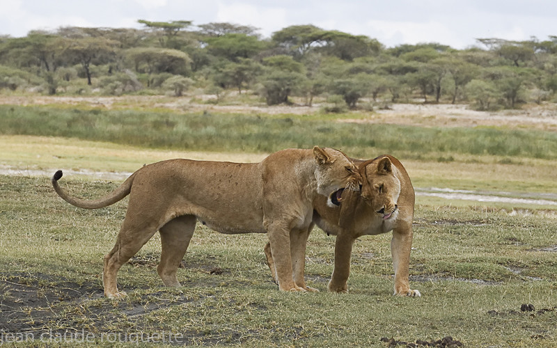 Greetings - Serengeti N.P. and N'Gorongoro Tanzania 2018