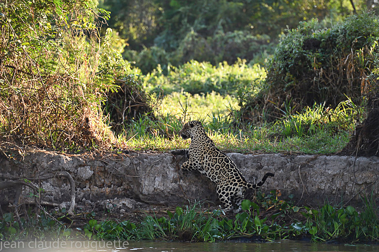  - Pantanal 2018 Porto Jofré