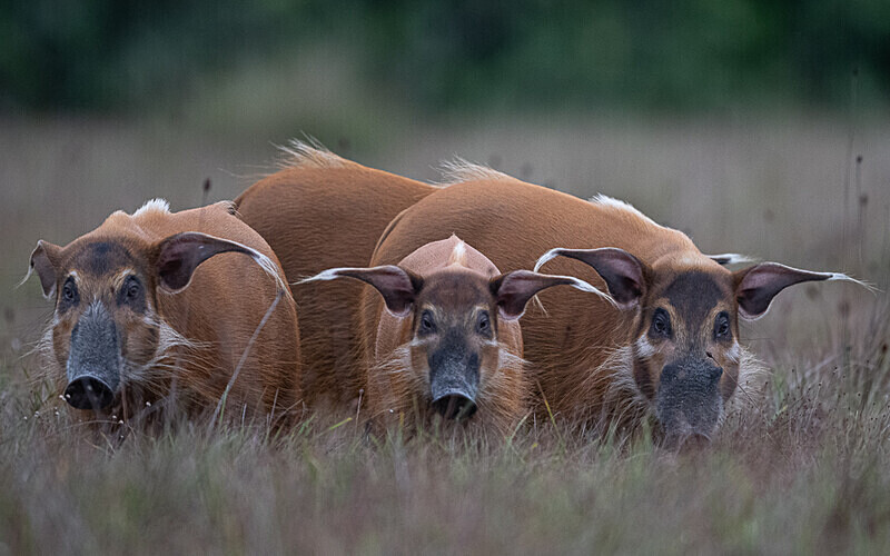 Red river hogs - Loango national park (Gabon 2024)
