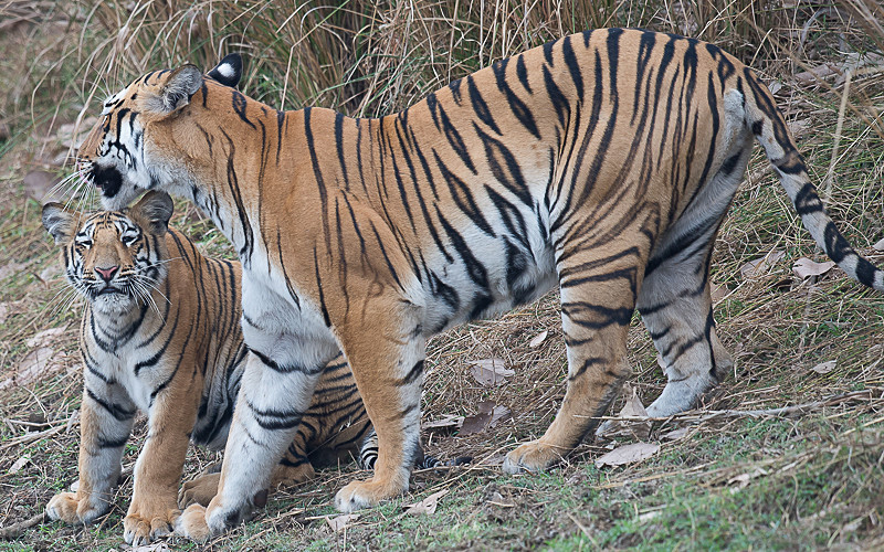 Tenderness - Tadoba national park (India 2016)