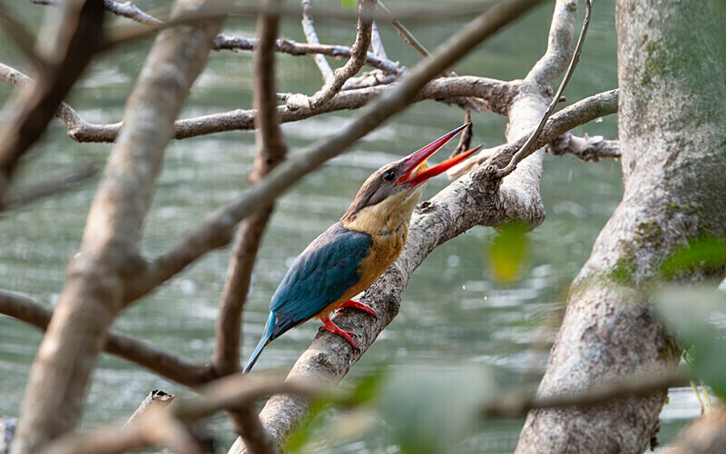 Stork-bellied Kingfisher - Manas National Park North East India 2025