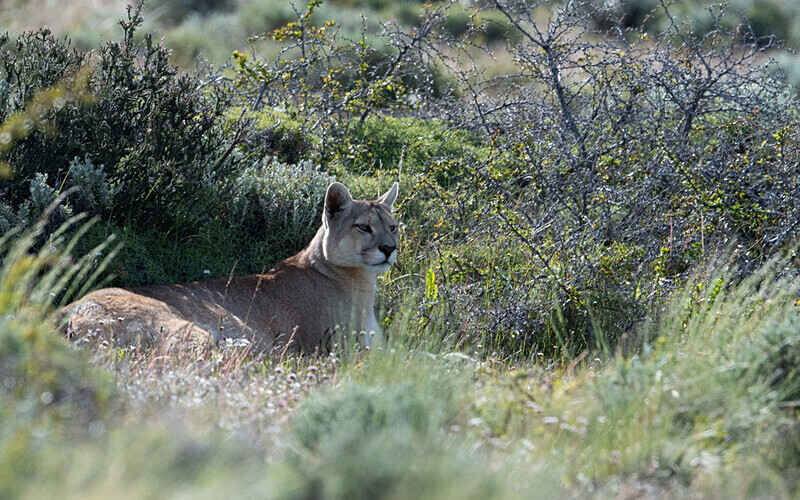 Male Puma - Patagonie Chilienne: Magellan Channel and Torres del Paine N.P.