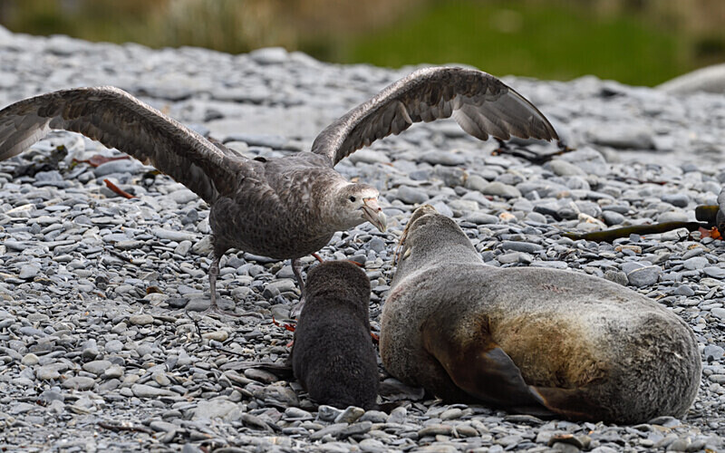  - Ushuaïa Malvinas South Georgia Antartica Peninsula