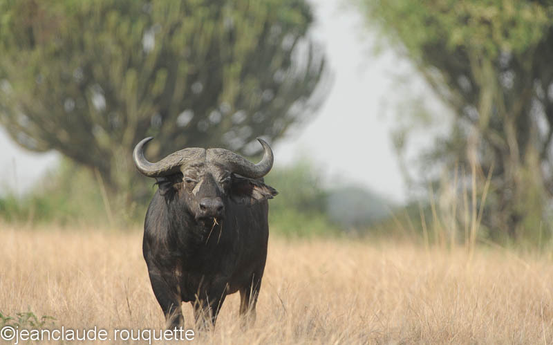 A buffalo and candelabra. - Queen Elisabeth N.P. Uganda 2012