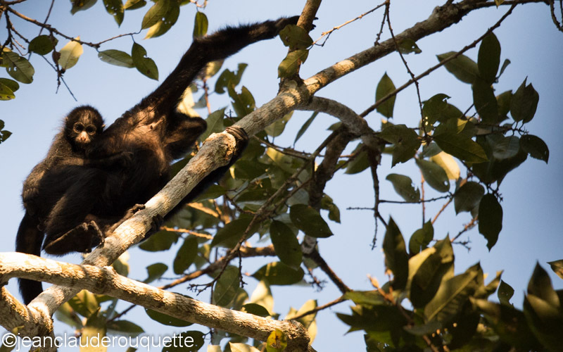 Spider Monkey - Manu national park (Peru 2015)