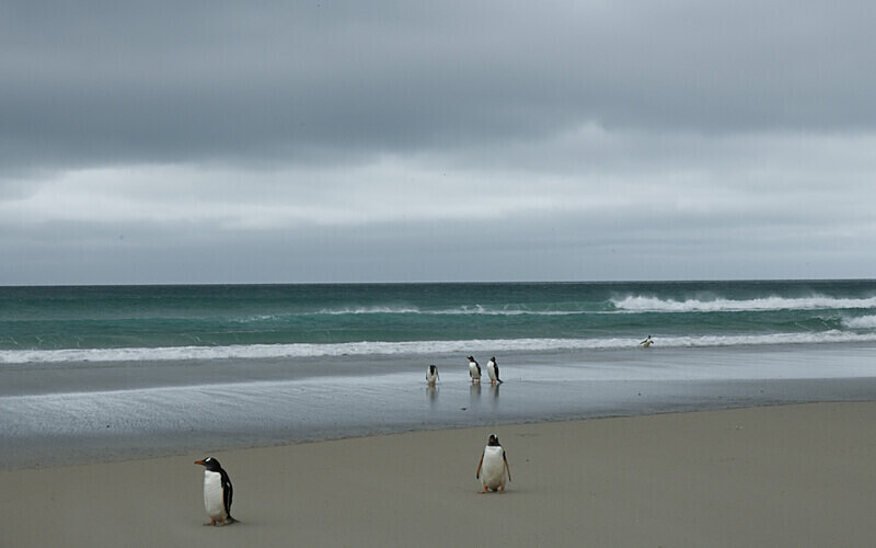 Saunders Island Beach - Ushuaïa Malvinas South Georgia Antartica Peninsula