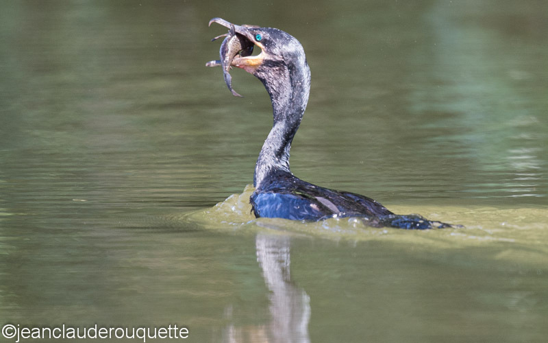 Neotropical Cormorant - Manu national park (Peru 2015)