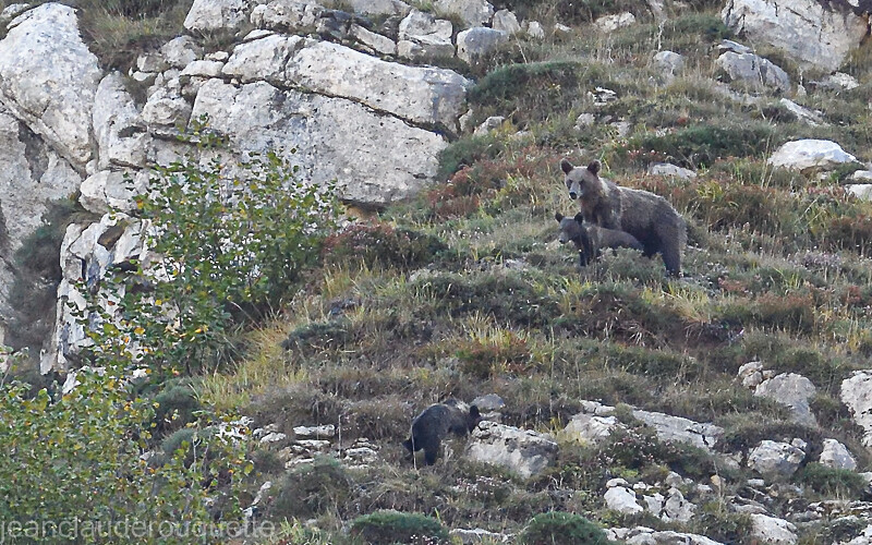 Mère et petits - Cordillera Cantabrica 2021