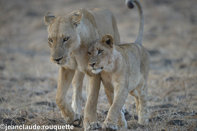 Mother and cub - South Luangwa 2014 (Zambia)