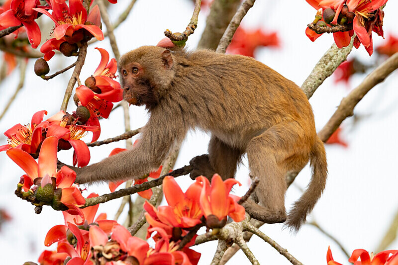 Assamese Macaque - Kaziranga National Park Noth East India 2025