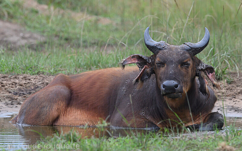  - Odzala National Park (République du Congo (2019)