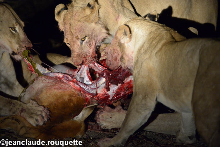  - South Luangwa 2014 (Zambia)
