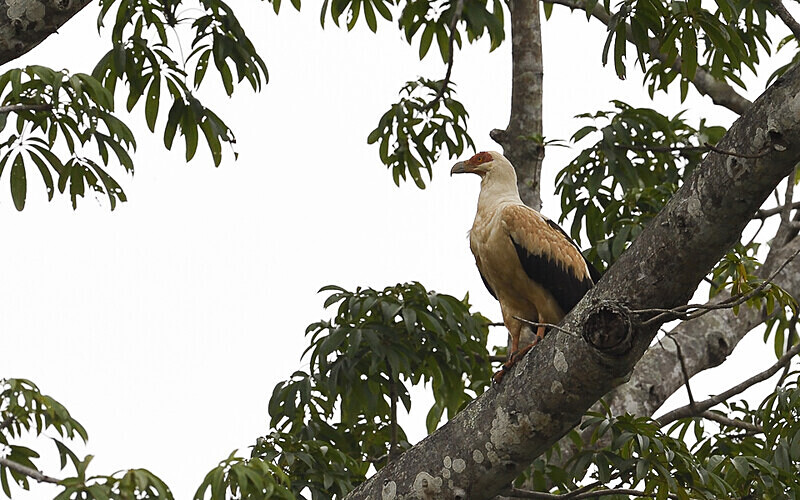 Palm vulture - Parc national de La Lope (Gabon 2024)