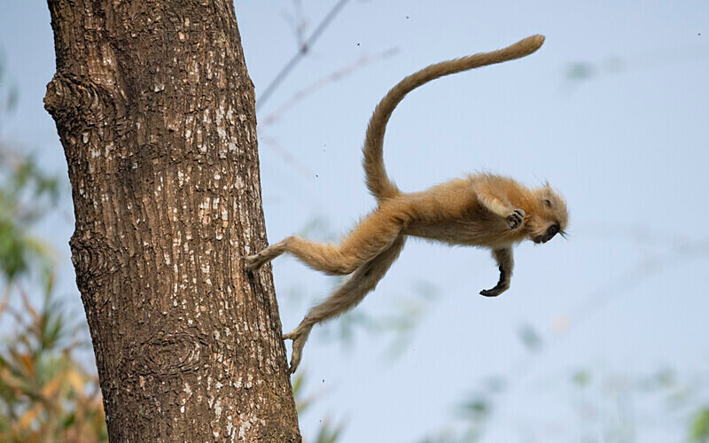Golden Langur - Manas National Park North East India 2025