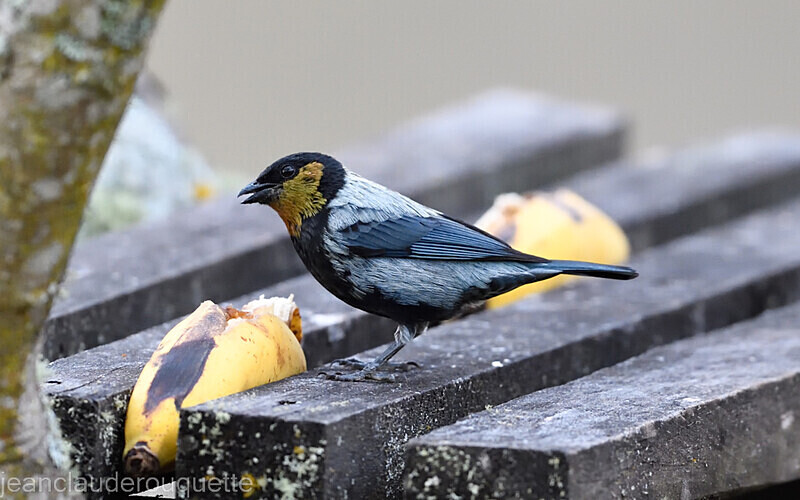 Silver-Backed Tanager - Huembo lodge  2022 Colibris du Pérou