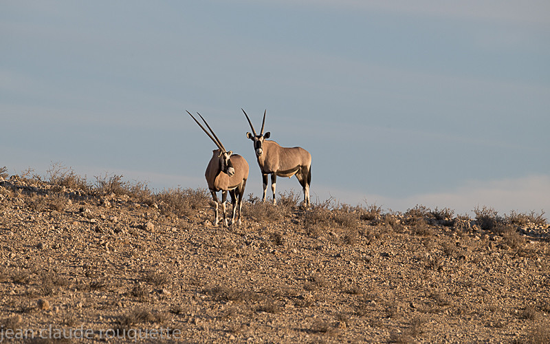  - Kgalagadi transfrontier park (2017)