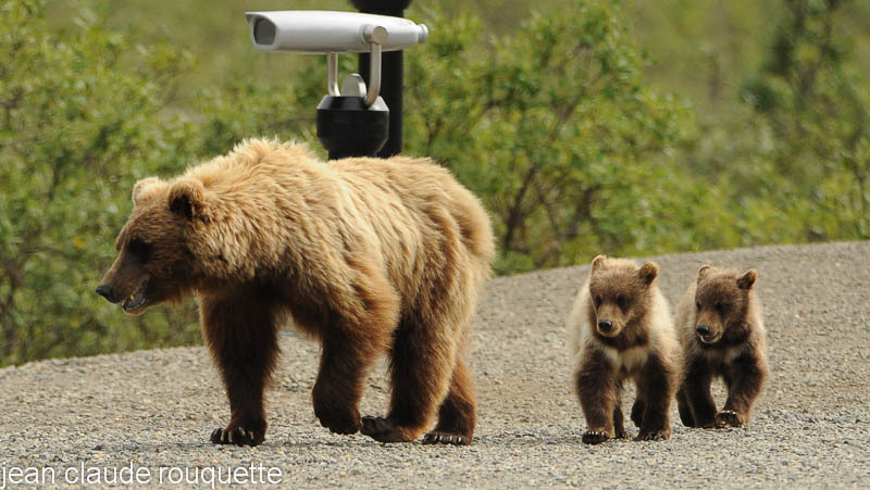 Grizzly and cubs. - Denali national park (Alaska 2010)