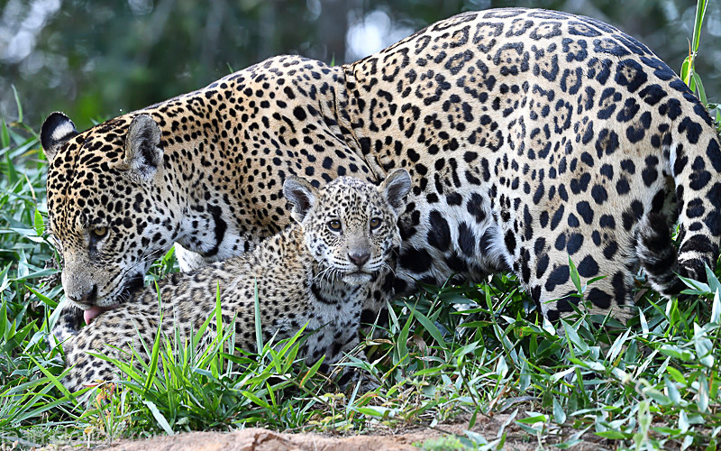  - Pantanal 2018 Porto Jofré