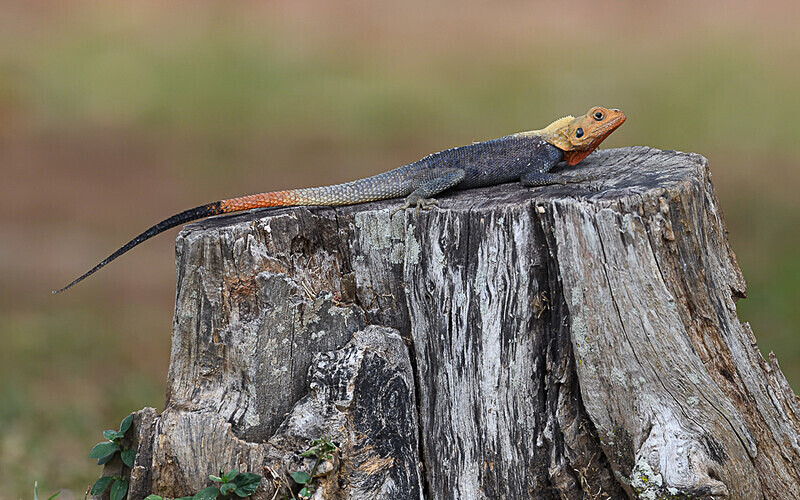  - Parc national de La Lope (Gabon 2024)