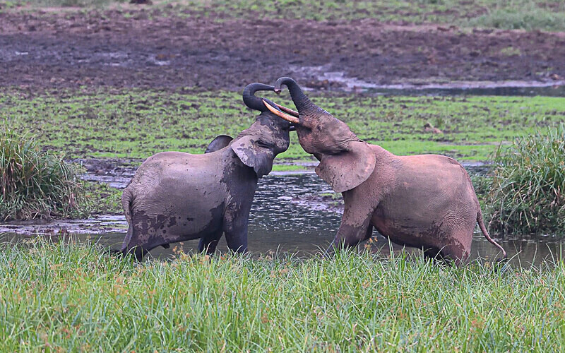  - Ivindo national park (Gabon 2024)