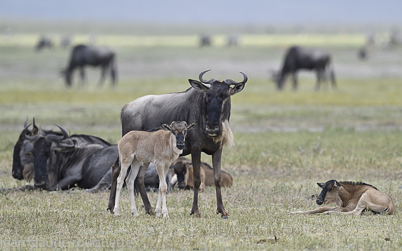 N'Gorongoro - Serengeti N.P. and N'Gorongoro Tanzania 2018
