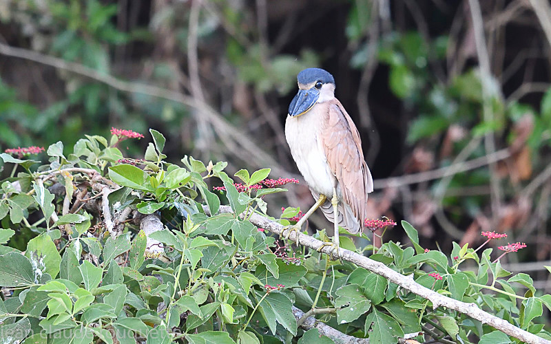 Boat -billed Heron - Pantanal 2018 Porto Jofré