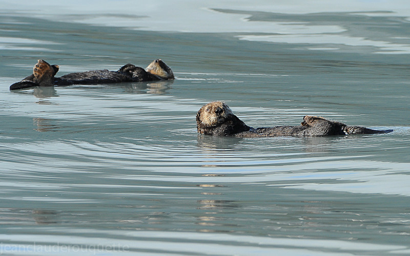 Sea otters - Kenai fjord (Alaska 2010)