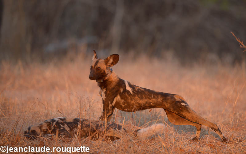Wild dogs at sunset - South Luangwa 2014 (Zambia)