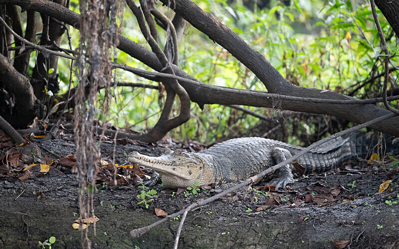 Faux gavial - Loango national park (Gabon 2024)