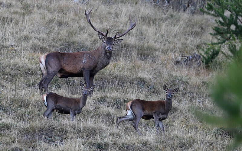 Cerf et biches - Alpes 2021-2022 Gypaètes et Cerfs