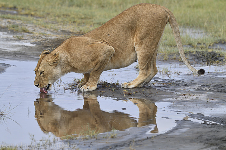 N'Dutu - Serengeti N.P. and N'Gorongoro Tanzania 2018