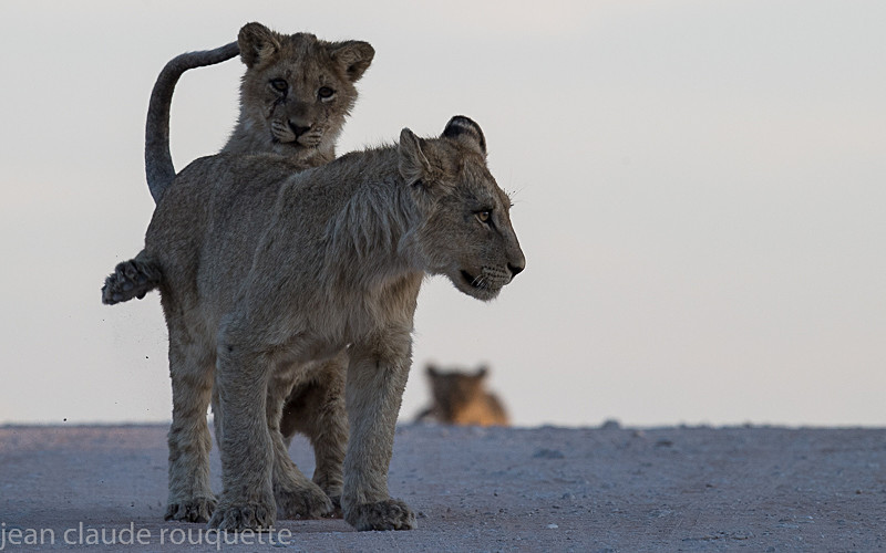  - Kgalagadi transfrontier park (2017)