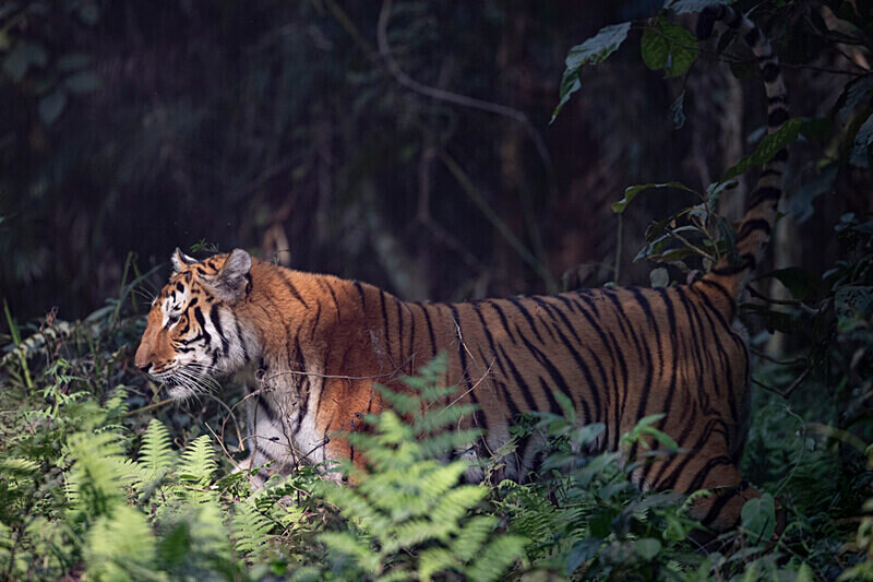 Tigress - Kaziranga National Park Noth East India 2025