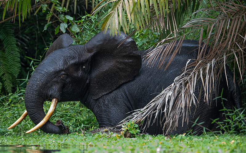  - Ivindo national park (Gabon 2024)